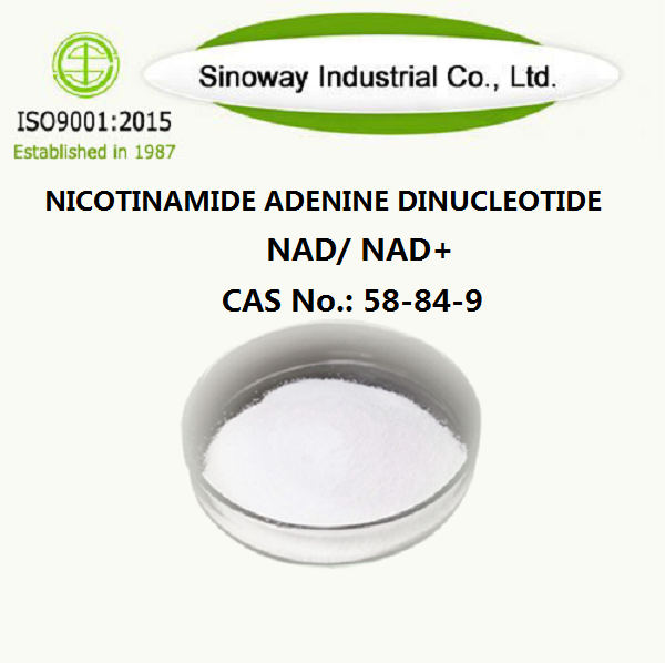 นิโคตินาไมด์ อะดีนีน ไดนิวคลีโอไทด์ NAD 53-84-9
